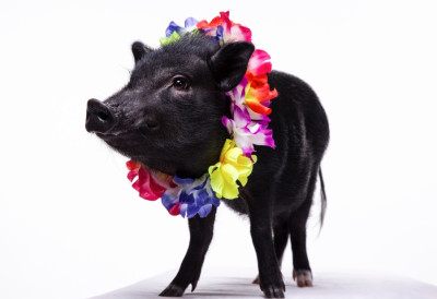 (ВИДЕО) МЕРЛИН НИЈЕ ОБИЧНА СВИЊА Oн заправо може да „разговара“ са људима!