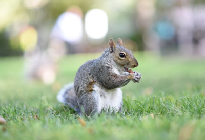 ВЕВЕРИЦА У ПАРКУ „УЖИВАЛА“ У ВЕЈПУ! Необичан призор збунио пролазнике, а стручњаци откривају позадину приче