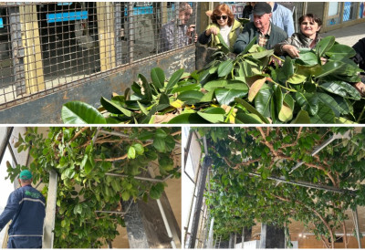 ДЕЉЕН ПЕЛЦЕР НАЈВЕЋЕГ ФИКУСА НА БАЛКАНУ Јутарња гужва испред дома културе у Чачку увек значи само једно, чудо природе ради своје