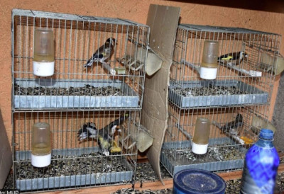 ЗАШТИЋЕНЕ ВРСТЕ ПТИЦА ЛОВИО ЛЕПКОМ Полиција код Нишлије (68) пронашла кавезе са 57 животиња које је злостављао