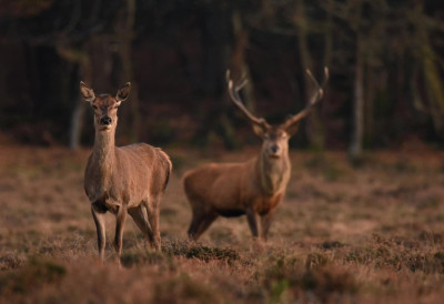 ЈЕЛЕН И КОШУТА ПОНОВО НА ОБРОНЦИМА РУДНИКА ПОСЛЕ ВИШЕ ОД 100 ГОДИНА Ово је само први корак ка обнови природних станишта