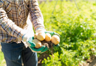 НУДЕ НОВАЦ ДА ГА УЗМЕТЕ ЗА ЏАБЕ! ЕВРОПА У ПРОБЛЕМУ СА ОВИМ ПОВРЋЕМ Произвођачи толико преплављени родом да уместо зараде плаћају купце