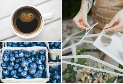 И БОРОВНИЦЕ ВОЛЕ КАФУ Ових 5 биљака ће бујати ако их ЂУБРИТЕ соцом! Ево како да то ПРАВИЛНО УРАДИТЕ У супротном – ШТЕТА може да буде велика