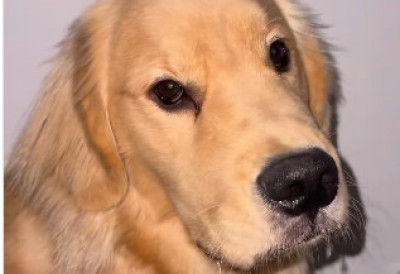 (ВИДЕО) ЗЛАТНОГ РЕТРИВЕРА ВИДЕЛИ МИЛИОНИ ЉУДИ! Ево шта је урадио и све насмејао!