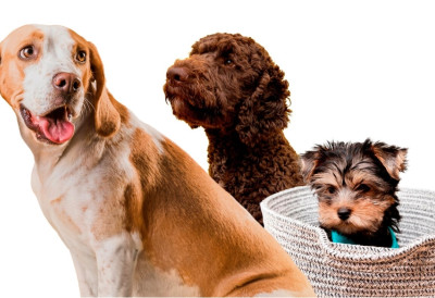 Живот понекад има своје планове УДОМИЛИ ЧИВАВУ – ДОБИЛИ ЗЛАТНОГ ЏИНА ОД 43 КГ КОЈИ СЕ СМЕШИ У СВАКОМ КАДРУ