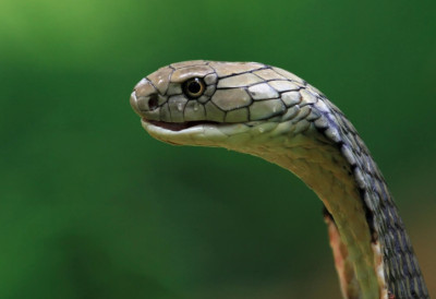 (ВИДЕО) ОЖЕДНЕЛА КАО СМУК ПА СВРАТИЛА У КАФИЋ Погледајте како је познати хватач змија смирио непозвану гошћу
