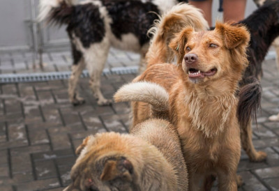 ПРИХВАТИЛИШТЕ ДУПКЕ ПУНО: НАПУШТЕНИ ЉУБИМЦИ ОПТЕРЕЋУЈУ СОМБОРСКИ БУЏЕТ Град усвојио стратегију „ухвати – стерилиши – пусти“