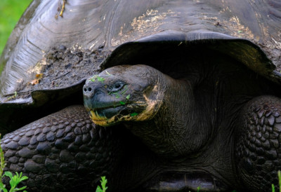 Научници реконструисали несталу врсту ЏИНОВСКЕ КОРЊАЧЕ ИСТРЕБЉЕНЕ У 19. ВЕКУ ВРАЋАЈУ СЕ НА ГАЛАПАГОС