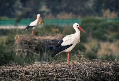 ДОЛАЗАК РОДЕ ОВДЕ ИМА ПОСЕБНУ СИМБОЛИКУ Погледајте где је свила гнездо!