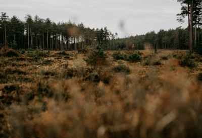 (ВИДЕО) ГРДОСИЈА ОД НЕКОЛИКО ТОНА ДОШЛА ДА СЕ ПОЧАСТИ НА СРПСКОЈ ПЛАНИНИ Камеру гледао директно, ушао у "ресторан"
