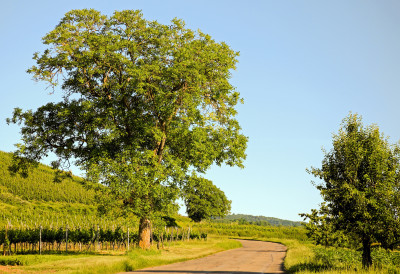 ИСПОД ОВОГ ДРВЕТА НИКАД НЕМОЈТЕ СЕДЕТИ! Многи мисле да је лековито, али грдно се варају!