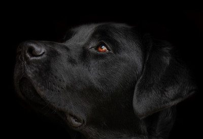 "СПОДОБА У ЦРНОЈ ОДЕЋИ И КАПУЉАЧИ“ На загребачкој раскрсници снимљено злостављање пса на повоцу ОНО ШТО ЈЕ УЧИНИО ЈЕ ДУБОКО УЗНЕМИРУЈУЋЕ