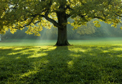 ПЛЕМЕНИТА АКЦИЈА ЗА 8. МАРТ Заборавите на руже - мајци, сестри или партнерки поклоните дрво са њеним именом!