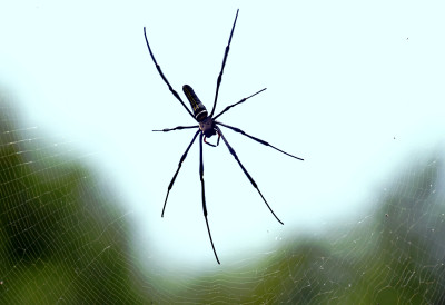 СТАЛНО ВИЂАТЕ ПАУКЕ? Судбина вам шаље неку од ОВИХ пет порука