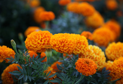 РЕШИТЕ СЕ КРОМПИРОВИХ ЗЛАТИЦА Ове биљке треба да посадите већ сада да бисте на лето били мирни од штеточина!