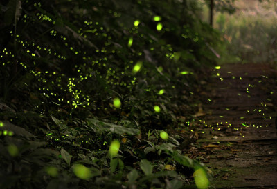 СЕЋАТЕ ЛИ СЕ СВИТАЦА? БУДУЋЕ ГЕНЕРАЦИЈЕ ИХ МОЖДА НИКАДА НЕЋЕ ВИДЕТИ! Шта нам природа поручује?