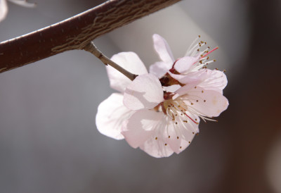 ЗАБОРАВИТЕ ДА ПРОЛЕЋЕ ПОЧИЊЕ 21. МАРТА Ево зашто пролеће стиже РАНИЈЕ него што су многи учили