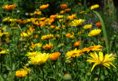 НА ДЕСЕТ АРИ 100.000 ДИНАРА ЗАРАДЕ Биљка захтева минимално улагање и још мање рада