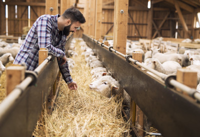ШТА СЕ ДЕШАВА НА СТОЧНИМ ПИЈАЦАМА Цене отишле у небо ТЕЛАД ОБОРИЛА СВЕ РЕКОРДЕ Ево где је насјкупље