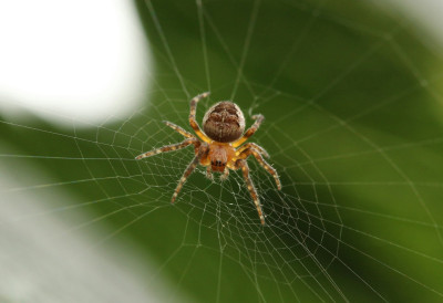 ЕВО ШТА КАЖЕ СТАРО НАРОДНО ВЕРОВАЊЕ АКО СТАЛНО ВИЂАТЕ ПАУКЕ Судбина вам шаље ПЕТ порука!