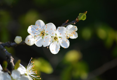 ПРОЛЕЋНИ МРАЗ ПРЕТИ ВОЋУ Постоји само ЈЕДАН НАЧИН ДА ЗАШТИТИТЕ СТАБЛА, ЕВО КАКО