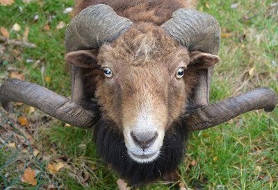 ОКРУЖНИ ЗАТВОР У ЗРЕЊАНИНУ НАБАВИО ПРИПЛОДНОГ ОВНА Многима ће ово звучати чудно, али постоји једноставно објашњење