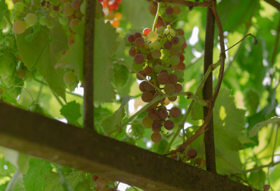 Има је готово СВАКО ДВОРИШТЕ у Србији! Ову биљку СРПКИЊЕ ОБОЖАВАЈУ, а ЗМИЈЕ још више: Обратите пажњу на једно