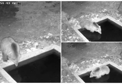 (ВИДЕО) КАМЕРА УХВАТИЛА ДИВЉУ ЗВЕР КАКО СЕ БРЧКА У БАЗЕНУ На српској планини забележен неочекиван призор