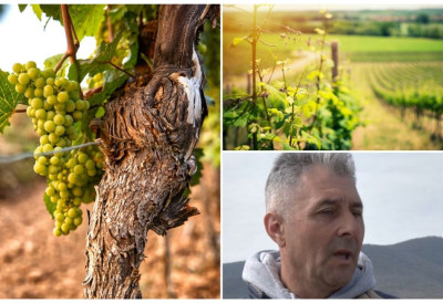 У ГУДУРИЦИ ВИНА НИКАД БОЉА, ВОЋЕ ЛОШЕ РОДИЛО ЗБОГ ПРОЛЕЋНОГ МРАЗА Зима била најбоља у протеклих неколико година, а ево да ли виноградаре брине цена нафте