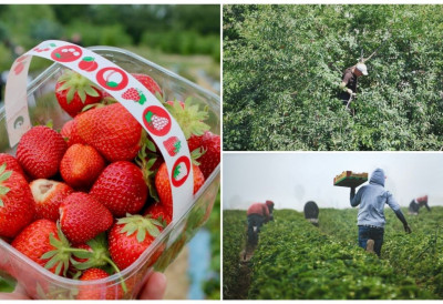 БЕРАЧИ ВОЋА САДА ИМАЈУ МЕНАЏЕРЕ, ПОСТАО ЈЕ УНОСАН БИЗНИС Власници плантажа се куну у њих, а ево колико зарађују ПО БЕРАЧУ!