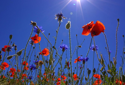 СЕЛА ОКО ЗРЕЊАНИНА МОГЛА БИ ДА ПОСТАНУ ПРАВА АТРАКЦИЈА Планира се низ нових фестивала, на списку и фото сафари у пољима мака