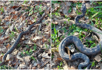 ГОЛОРУК НА ЗМИЈЕ СРБИЈЕ Домаћин из Осечине за четири дана ухватио 9 отровница у свом дворишту ОСАМ ПОСКОКА ВРАТИО У ПРИРОДУ (ФОТО)