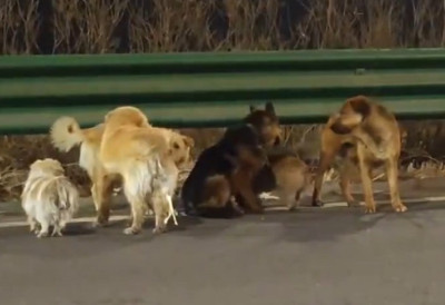 САМИ СЕ ОСЛОБОДИЛИ ЗЛИХ ЉУДИ Херојско бекство паса из кланице у Кини гануло милионе ПАЗИЛИ ЈЕДНИ НА ДРУГЕ, НИКО НИЈЕ ОСТАВЉЕН (VIDEO)