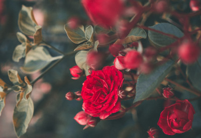 ОВО ЈЕ НАЈБОЉА ПРИРОДНА ПРИХРАНА ЗА РУЖЕ Цветаће до јесени, а састојак имамо у фрижидеру!