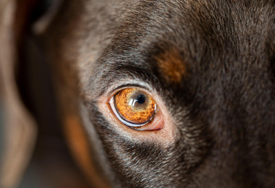 ЗАШТО ВАС ПАС УВЕК ЧЕКА НА ПРАГУ КАД ДОЂЕТЕ КУЋИ Није „само“ оданост, ЕВО шта каже наука