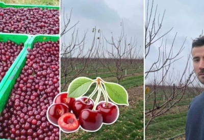 МЛАДИ ВОЂАР ИЗ МАНЂЕЛОСА СПАЈА ПОРОДИЧНО НАСЛЕЂЕ И АКАДЕМСКО ЗНАЊЕ Без факултета и традиције не би остао на селу, облачинска вишња превагнула ЕВО КАКО ПОСТИЖЕ ОДЛИЧНЕ РЕЗУЛТАТЕ