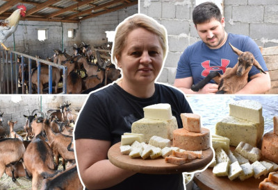 ЈЕДИНСТВЕНА ФАРМА АЛПСКИХ КОЗА У ГОЛУБИНЦИМА Породица Николић почела са једном козом, а сада имају стадо од 40; За више врста укусних сирева задужена је Блаженка ОВО ЈЕ ЊИХОВА ПРИЧА