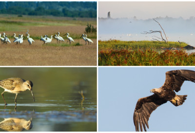 ОТВОРЕН ЛИТЕРАРНИ КОНКУРС „ДА САМ ПТИЦА У БАНАТУ” Упознавање ученика са богатством птичјег света
