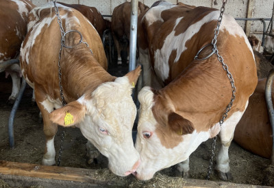 МИНИСТАР ПОЉОПРИВРЕДЕ ДРАГАН ГЛАМОЧИЋ: За свако приплодно грло подстицај до 50 одсто