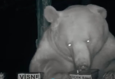 (ВИДЕО) МЕДВЕДИ БИРАЈУ НАЈСКУПЉЕ Турски пчелар открио да животиње имају врхунски укус