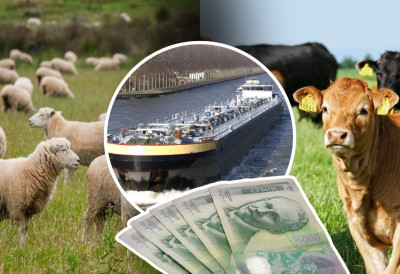 МАЛА ЛУКА НА ДУНАВУ РЕШЕЊЕ ЗА ПРОМЕТ ГОВЕДА И ОВАЦА Терминали у Смедереву и Панчеву би смањили трошкове ОВО ЈЕ РАЧУНИЦА СТОЧАРА