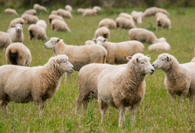 КРЕНУО ИЗВОЗ ЈАГАЊАЦА ЗА СЕВЕРНУ МАКЕДОНИЈУ И ЛИБИЈУ Србија има 50.000 јагањаца за страна тржишта ЦЕНА ЗА ДОМАЋЕ ОДГАЈИВАЧЕ ЈЕ ОДЛИЧНА