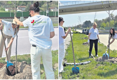 СРЕМСКИ КАРЛОВЦИ У ЗНАКУ ОЗЕЛЕЊАВАЊЕ Између пруге и Дунава посађено још 70 садница УСКОРО И КЛУПЕ НА ШЕТАЛИШТУ