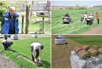 ТЕПИХ СТАЗЕ ИЗ ГОЛУБИНАЦА СТИЖУ ДО КУПАЦА ШИРОМ СРБИЈЕ И РЕГИОНА Трава постала пољопривредна култура ЕВО КАКО СЕ РАДИ ОВАЈ СКУП И ЗАХТЕВАН ПОСАО