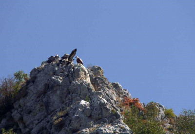 СТОЈА СЕ ВРАТИЛА ТАМО ГДЕ ЈОЈ ЈЕ НАЈЛЕПШЕ, СВОЈОЈ КУЋИ Белоглави суп након две године лутања по белом свету поново у својој колонији