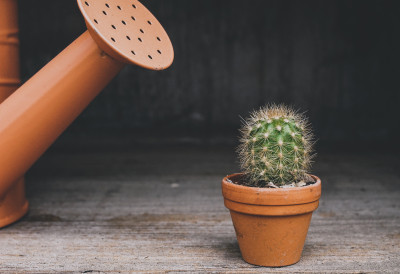 (ВИДЕО) БИЉКЕ РАСТУ БЕЗ ГРАМА ЗЕМЉЕ И БЕЗ КОРОВА Овај систем je залудео интернет