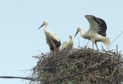 ВРАТИЛЕ СЕ РОДЕ Омиљени гости стигли на бандеру! Малишани из Брњине ПРЕСРЕЋНИ: Данима ГЛЕДАЛИ У НЕБО и надали им се! Кренуло „дотеривање“ гнезда после зимског сна ДА ЛИ ЈЕ НОВИ БЕЈБИ БУМ на помолу
