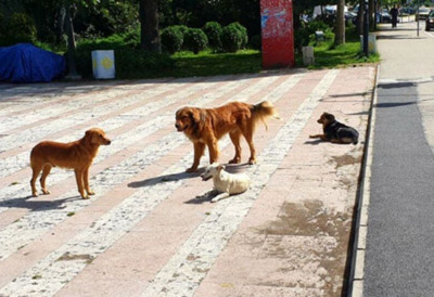 ПСИ ЛУТАЛИЦЕ "ИЗУЈЕДАЛИ" БУЏЕТ УЖИЦА За пет година исплаћено преко 50 милиона динара на име штете