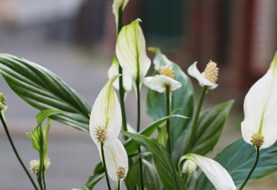 СПАТИФИЛУМ МЕЊА ЕНЕРГИЈУ ПРОСТОРА "Женска срећа" у ваш дом ПРИВЛАЧИ БЛАГОСТАЊЕ