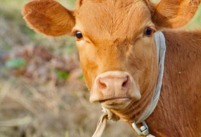 БЕКСТВО ИСПРЕД КЛАНИЦЕ Крава нестала без трага, потрага у пуном јеку ИЗМИЧЕ ДРОНОВИМА И ТЕРМОВИЗИЈСКИМ КАМЕРАМА